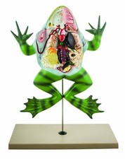 Eisco Labs Frog Dissection model  Bull Frog  on Stand