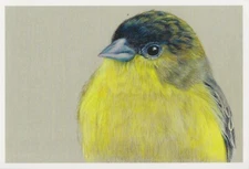 Postcard Amy Tan "Lesser Goldfinch" 2024 (Spinus psaltria) MINT