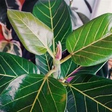 Ficus benghalensis Audrey más raro - 3 esquejes para enraizamiento o injerto