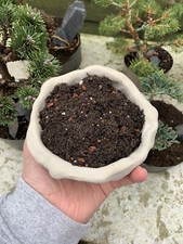 8 Litres Of Bonsai Tree Indoor & Outdoor Soil, Ready Mixed For All Tree Types