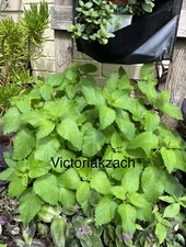 Lemon Balm Seeds Mosquito Repellant Edible Herb Garden Easy Heirloom Tea NonGMO