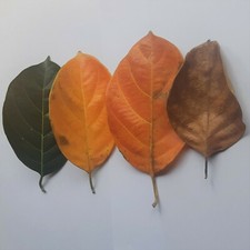 Dried Jackfruit Leaves BioFilm Betta Fish Shrimp Aquarium 50 Pcs Organic New
