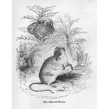 Harvest Mouse - Antique Print 1856