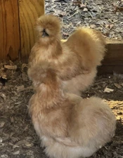 Silkie (Buff/Partridge) 100% Pure Bred Hatching Eggs 6 NIPI Certified & AI Clean