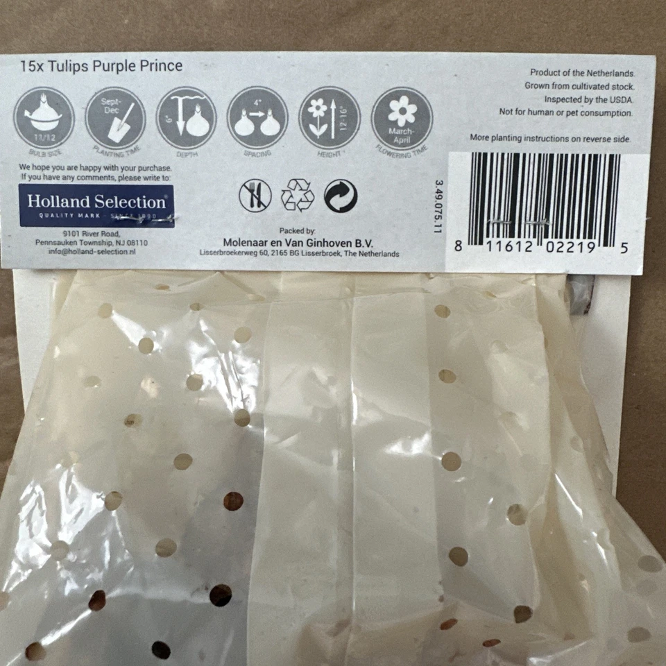 15 Bulbs Tulip Single Early 'Purple Prince' Elegant Flowers - Image 2 of 3