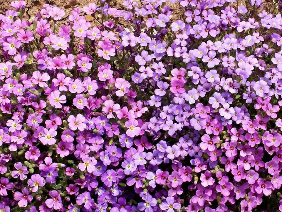Purple Rockcress Wildflower Seeds - Aubrieta deltoidea - B251