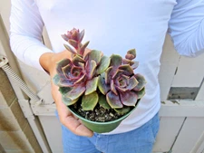 Echeveria Succulent