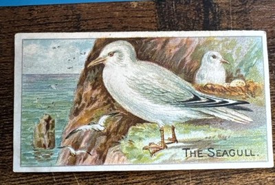 CADBURY-BRITISH BIRDS 1910 (REWARD CARDS)- COMMON GULL Rare Card