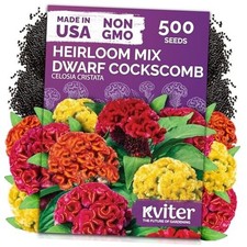 500 Dwarf Mix Cockscomb Seeds for Planting (Celosia Mix Dwarf Celosia