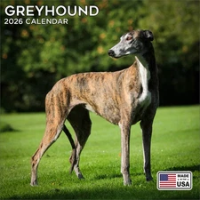 Greyhound Calendar 2026 - Dog Breed Wall Calendar - Made in the USA!