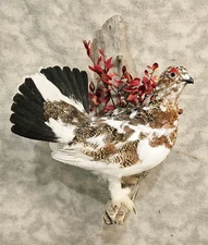 Alaskan Fall Willow Ptarmigan  grouse pheasant taxidermy bird art