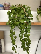 NEW 31" Faux Button Fern Hanging Plant - Hearth & Hand with Magnolia Ceramic