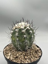 copiapoa Bridgesi vaso 14, Variegata 10 anni, Da Seme, ( Chile )