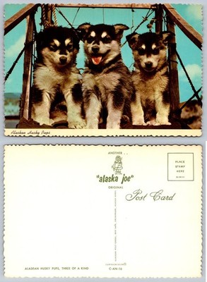 Vintage Alaskan Husky Pups Postcard - ''alaska joe'' Curteichcolor