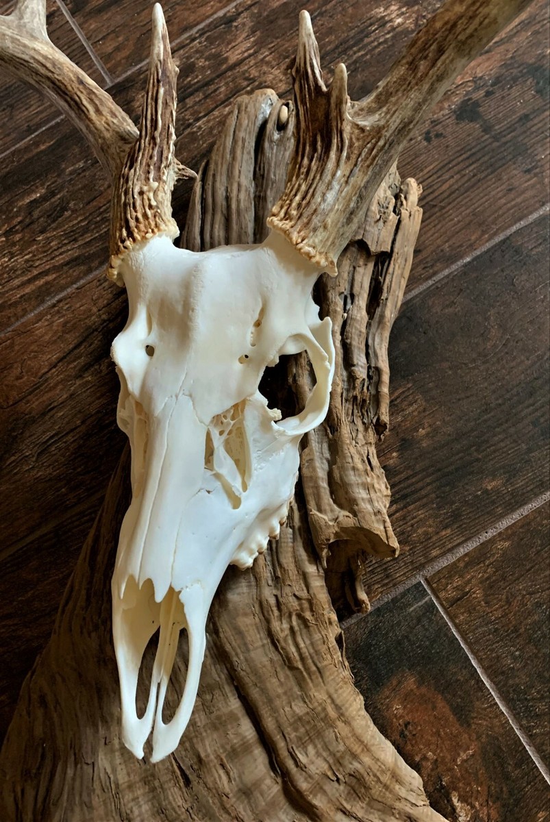 DEER SKULL On DRIFTWOOD Taxidermy MOUNT Hunting Hunt ANTLERS | eBay