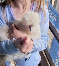 Silkie Hatching Eggs