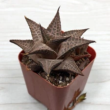 Succulent Live Plant - Haworthia Venosa Tessellata - In 2" pot