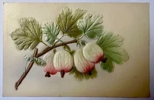 Postcard 1908 Deep Embossed Airbrushed Figs & Leaves Detailed Texture NICE! A51