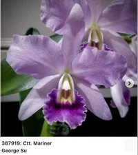 Cattlianthe Mariner ‘Woodlawn’ X Cll Snowflake ‘Model’ Seedling Orchid 2” Pot