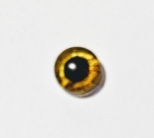 6mm glass cabachon eyes great for taxidermy, needle felting, toy making - 第 17/23 張圖片