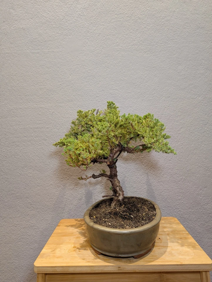 28 YEARS OLD JUNIPER BONSAI 'SQUAMATA' IN GLAZED POT - image 4 of 4