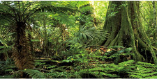 AWERT 48X24 Inches Forest Terrarium Background Stone Green Huge Tree Reptile