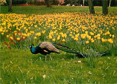 Ansichtskarte:;Paris, Bois De Bou Logne, Parc De Bagatelle, Fasan