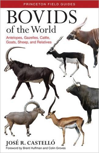 Bovids of the World by Jos R. Castell, Brent Huffman, Colin... - 9780691167176