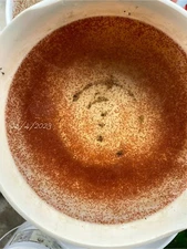 1000+ live daphnia magna ( BUY 2 , Get 2 Extra Bags Of Culture )