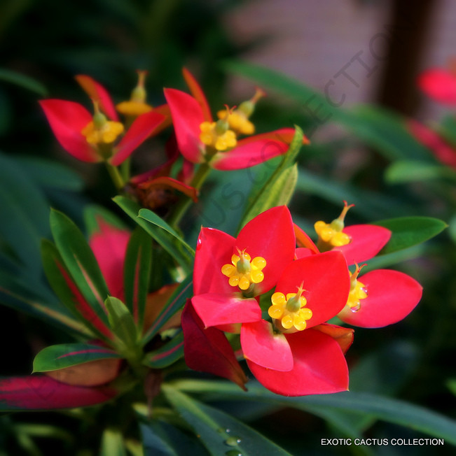 RARE EUPHORBIA PUNICEA Jamaican poinsettia xeriscaping pre bonsai seed 5  SEEDS | eBay