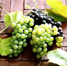 50 Mixed Grape Seeds Vitis Vinifera Fruit Seed S019