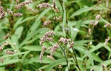 50+ Water Pepper Herb Seeds - (Akatade) -Heirloom, Non-GMO, benitade, knotweed