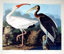 John James AUDUBON / White Ibis From The Birds of America Amsterdam Edition