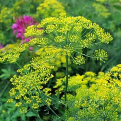 Bouquet Dill