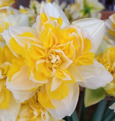 Daffodils yellow Wonder of The Most Beautiful Summer bulbs Flower Pack of 2 Bulb