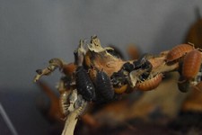 Live Isopods  Bioactive Reptile Cleanup Crew  Colony Starter  Local Breeder