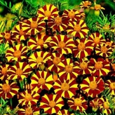 French Marigold COURT JESTER Harlequin Tall Beneficial Plant Non-GMO 100 Seeds!