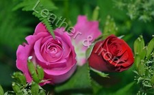 Pink and Red Roses Design Vinyl Checkbook Cover