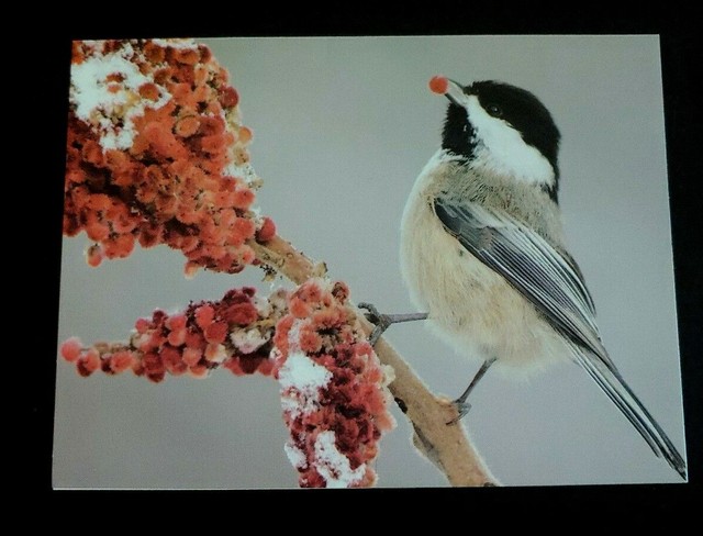 Audubon Christmas Cards 2022 4 National Audubon Society Christmas cards with envelopes eBay