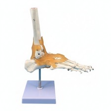 Foot and Ankle Anatomy Model Life-Size Human Foot and Ankle Model Scientific