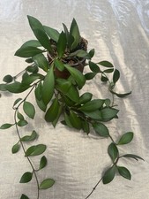 Hoya Rosita Fresh Cutting