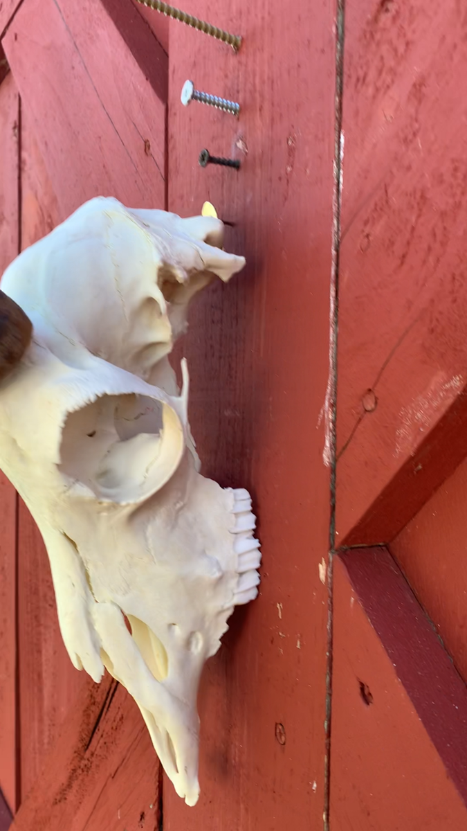 Real Impala Skull - Genuine Impala Skull - African Antelope Real Impala Skull - Genuine Impala Skull - African Antelope