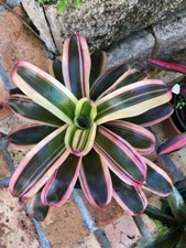 Neoregelia FIRE CUP Bromeliad one tropical plant MEDIUM 