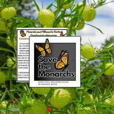 (50+) Hairy Balls/Balloon Milkweed Seeds Save The monarchs!