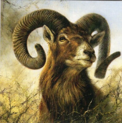 NL Grußkarte * KünstlerKarte * Wild Wald, Tiere, Bock * Rien Poortvliet