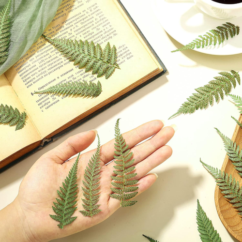 200 Pcs Pressed Dried Flowers Leaves Real Natural Ferns Dried Leaves - Afbeelding 2 van 7