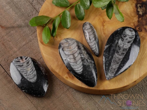 ORTHOCERAS FOSSIL - Real Fossil, Crystal Cabochon, Gift, Home Decor, E0095 - product listing photo