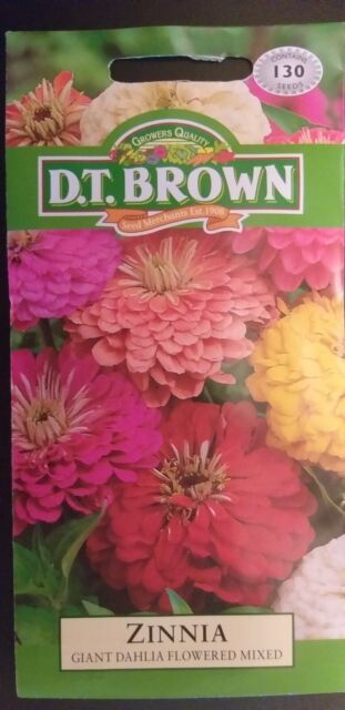Zinnia Giant Dahlia Flowered Mixed 130 Seeds D.T. Brown Free Postage