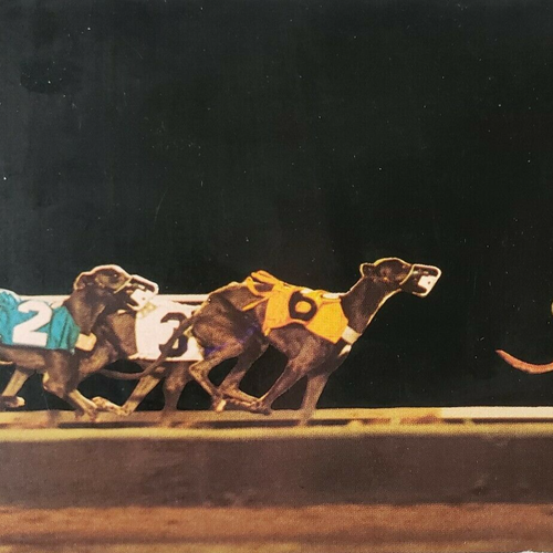 Greyhound Racing Postcard Arizona Dog Race Track AZ Phoenix Tucson Yuma ...