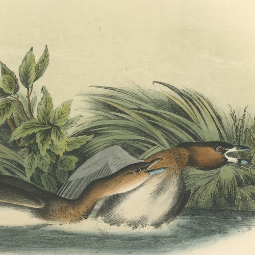 Audubon Birds Octavo 2nd Ed 1856 h/c Lithographie Pl 483 Pied-billed Dobchick - Bild 2 von 2